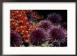 Purple Sea Urchins, Baja California, Mexico by Richard Herrmann Limited Edition Print