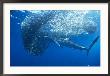 Blue Shark, Prionace Glauca Feeding On Northern Anchovies, California by Richard Herrmann Limited Edition Pricing Art Print