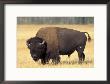 Bison Bull Grazes In A Meadow In Yellowstone National Park, Montana, Usa by Steve Kazlowski Limited Edition Print