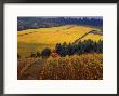 Fall Colors In Vineyards Of The Red Hills, Dundee, Oregon, Usa by Janis Miglavs Limited Edition Print