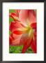 Peach Amaryllis, Edgewater, Florida by Lisa S. Engelbrecht Limited Edition Print