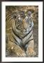 Bengal Tiger, Portrait Of Male Tiger, Madhya Pradesh, India by Elliott Neep Limited Edition Print