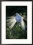 Great Egret, Nuptial Plumage, Usa by Brian Kenney Limited Edition Print