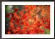 Fall Maple Leaves by Janell Davidson Limited Edition Print