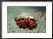 Hermit Crab, Gozo, Mediterranean by Paul Kay Limited Edition Print