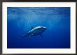 Great White Shark, Guadalupe Island, Mexico by Richard Herrmann Limited Edition Print