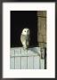 Barn Owl, Tyto Alba Adult Perched On Stable Door, Scotland Cairngorms National Park, Scotland by Mark Hamblin Limited Edition Pricing Art Print