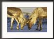 Reindeer, Adults Mock Fighting, Scotland by Mark Hamblin Limited Edition Print