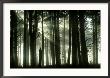 Ancient Caledonian Scots Pine Forest With Sun Beams, Strathspey, Uk by Mark Hamblin Limited Edition Print