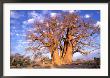 Baobab, Okavango Delta, Botswana by Pete Oxford Limited Edition Print
