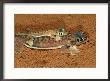 Web-Footed Geckos, Palmatogecko Rangei, Namib Desert, Africa by Brian Kenney Limited Edition Print