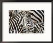 Burchells Zebra, Head, Botswana by Mike Powles Limited Edition Print