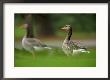 Greylag Goose, Pair Of Greylag Geese Side-By-Side In Green Haze Of Vegetation, London, Britain by Elliott Neep Limited Edition Print