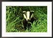 Badger, Amongst Vegetation, Uk by Mark Hamblin Limited Edition Print