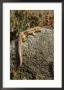 Common Lizard Lacerta Vivipara Female On Rock On Heather Moor, Uk by Mark Hamblin Limited Edition Print