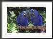 Hyacinth Macaws, Pair, Brazil by Brian Kenney Limited Edition Print