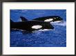 Killer Whale, Swimming by Brian Kenney Limited Edition Print