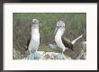 Blue Footed Booby, Elaborate Courtship Dance, Galapagos by Mark Jones Limited Edition Pricing Art Print