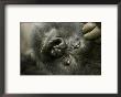 Mountain Gorilla, Close-Up Of Face, Scratching Head, Africa by Roy Toft Limited Edition Print