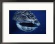 Whale Shark, Gaping, W. Australia by Gerard Soury Limited Edition Print