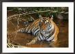 Bengal Tiger, Female Lying In Water, Madhya Pradesh, India by Elliott Neep Limited Edition Print