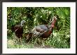 Wild Turkey, Hen And Gobbler, Florida by Brian Kenney Limited Edition Print