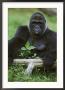 Lowland Gorillagorilla Gorillaendangered Speciesafrica by Brian Kenney Limited Edition Print