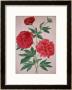 Peonies, Plate 46 From The Nassau Florilegium by Johann Jakob Walther Limited Edition Pricing Art Print