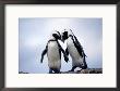 Jackass Penguins, South Africa by Don Romero Limited Edition Pricing Art Print