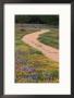 Dirt Road With Wildflowers, Texas by David Davis Limited Edition Print