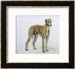 A Fawn Greyhound, 1897 by Cecil Aldin Limited Edition Pricing Art Print