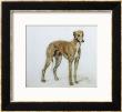 A Fawn Greyhound, 1897 by Cecil Aldin Limited Edition Print