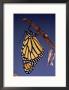 Monarch Butterfly And Chrysalis by Priscilla Connell Limited Edition Print