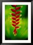 Heliconia Flower, Nadi, Fiji by Peter Hendrie Limited Edition Print