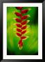 Heliconia Flower, Nadi, Fiji by Peter Hendrie Limited Edition Pricing Art Print