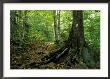 White Blaze Marks Appalachian Trail, White Mountains, New Hampshire, Usa by Jerry & Marcy Monkman Limited Edition Print