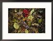 Pine Needles And Cones, And Autumn Leaves Along The Appalachian Trail by Raymond Gehman Limited Edition Pricing Art Print