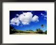 Sugar Cane Field, Middle Island, St. Kitts & Nevis by Wayne Walton Limited Edition Print