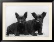 Two Timid Looking Black Scottie Puppies by Thomas Fall Limited Edition Print