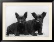 Two Timid Looking Black Scottie Puppies by Thomas Fall Limited Edition Pricing Art Print
