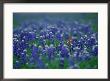 Bluebonnets, Hill Country, Texas, Usa by Dee Ann Pederson Limited Edition Print