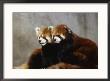 Red Pandas, Wolong Panda Reserve, China by Ralph Reinhold Limited Edition Pricing Art Print