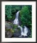 Cascading Waterfall Through Rainforest, Mt. Rainier National Park, Usa by Brent Winebrenner Limited Edition Print