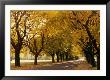 Maple Tree Grove In Park, Wi by Ken Wardius Limited Edition Print