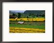 Colourful Mustard Fields In Shan State, Shan State, Myanmar (Burma) by Jerry Alexander Limited Edition Pricing Art Print
