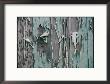 Paint Peels From The Walls Of A Home Abandoned After A Hurricane by George F. Mobley Limited Edition Print
