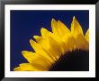 Sunflower In Studio Close-Up by William Swartz Limited Edition Print