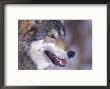 Close-Up Of A Wolf, Canis Lupus by Robert Franz Limited Edition Print