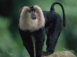 Lion Tail Macaque Male by Anup Shah Limited Edition Print
