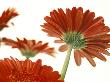 Red Gerbera by Oote Boe Limited Edition Print